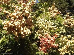 Koelruteria paniculata - pods